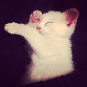 Meet your Posher, Mira